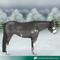 Horse Color:Black Sabino