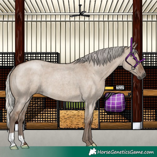 Horse Color:Silver Grullo Roan 