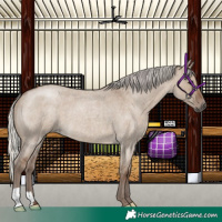 Horse Color:Silver Grullo Roan