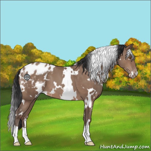 Horse Color:White Spotted Sable Champagne Appaloosa 
