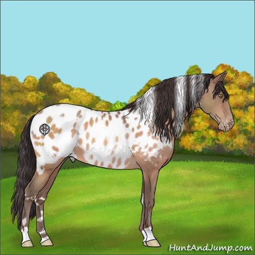 Horse Color:White Spotted Sable Champagne Appaloosa 