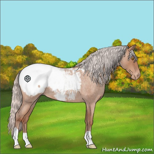 Horse Color:Silver Sable Champagne Roan Appaloosa 