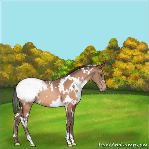 Horse Color:White Spotted Sable Champagne Appaloosa 