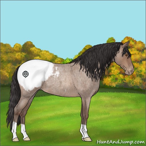 Horse Color:Sable Champagne Roan Appaloosa 