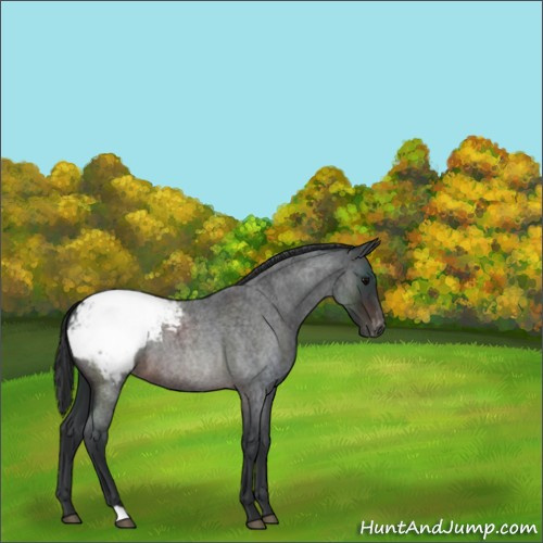 Horse Color:Brown Roan Appaloosa 