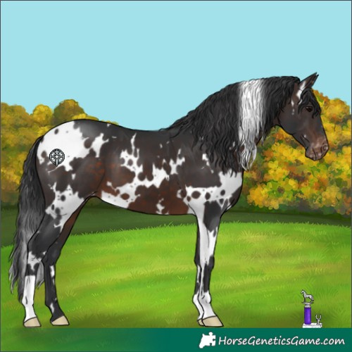 Horse Color:White Spotted Brown Appaloosa