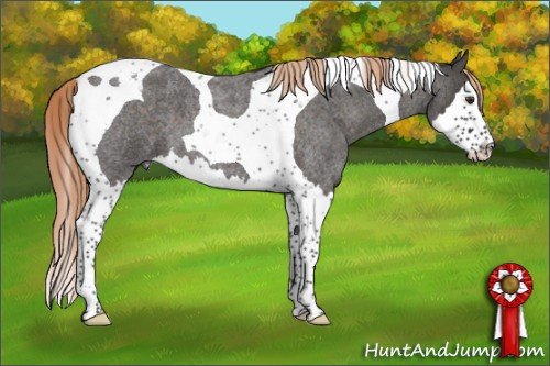 Horse Color:Liver Red Roan Splash Tobiano 