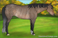 Horse Color:Brown Dun Rabicano 