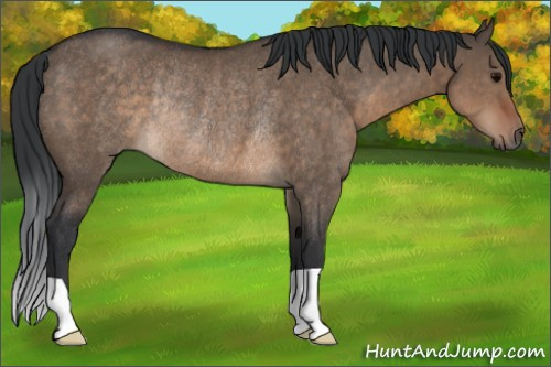 Horse Color:Brown Dun Rabicano 