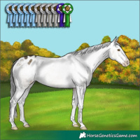 Horse Color:Buckskin Dun Sabino Appaloosa Rabicano 