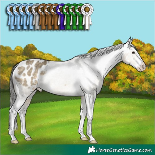 Horse Color:Buckskin Dun Sabino Appaloosa Rabicano 