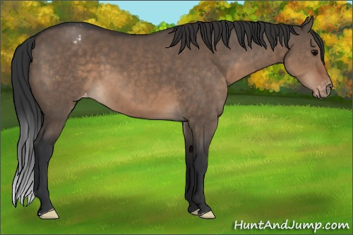 Horse Color:Brown Dun Appaloosa 