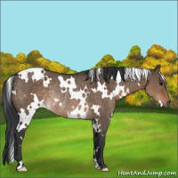 Horse Color:White Spotted Brown Dun Rabicano 