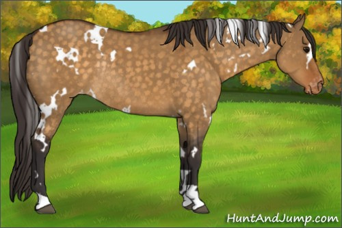 Horse Color:White Spotted Buckskin Dun Appaloosa Rabicano 