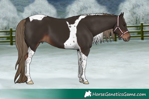 Horse Color:Liver Chestnut Tobiano 