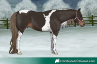 Horse Color:Liver Chestnut Tobiano 