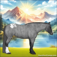 Horse Color:Blue Roan Appaloosa Rabicano 