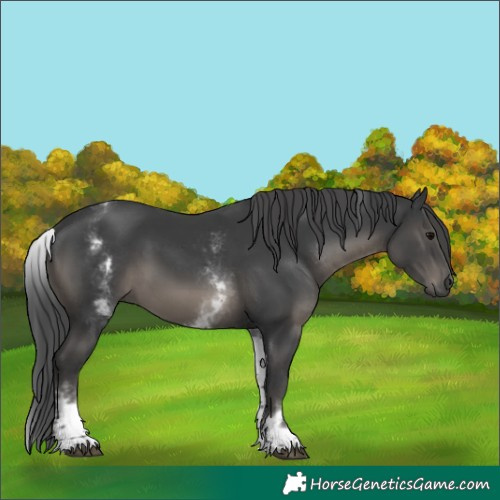 Horse Color:White Spotted Black 