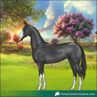 Horse Color:Black 