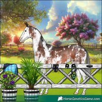 Horse Color:White Spotted Brown Splash Rabicano 