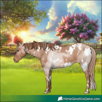Horse Color:White Spotted Black Pearl Appaloosa 