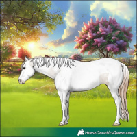 Horse Color:White Spotted Grullo Pearl Splash Tobiano Appaloosa 
