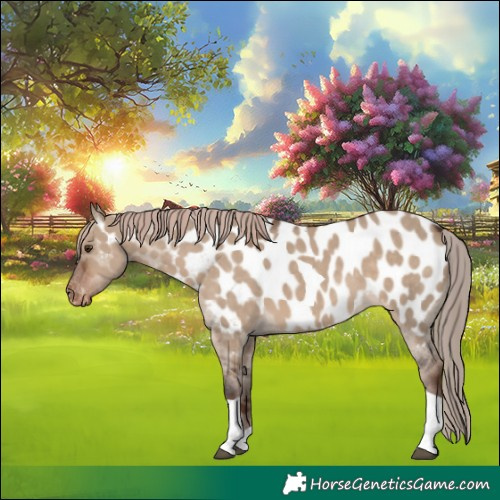 Horse Color:Liver Red Dun Tobiano Appaloosa 