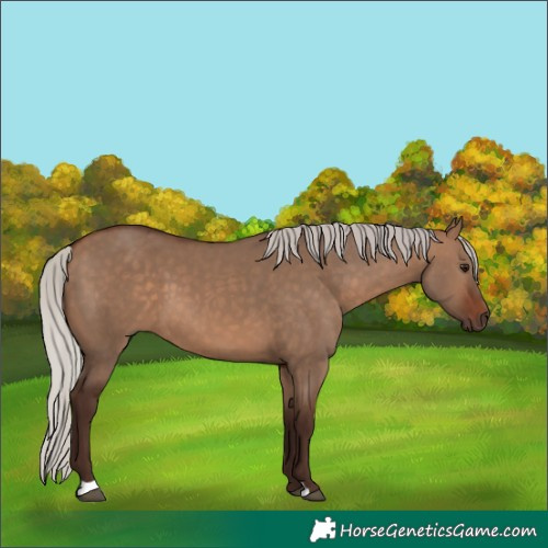 Horse Color:Silver Brown Dun