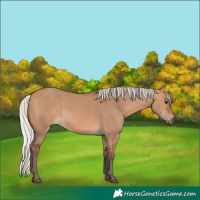 Horse Color:Silver Bay Dun 