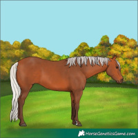 Horse Color:Silver Bay 