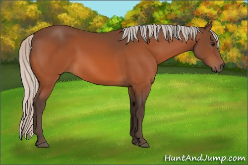 Horse Color:Silver Bay 