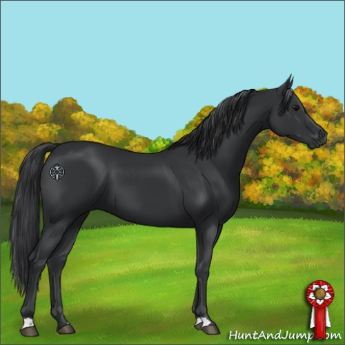 Horse Color:Black 