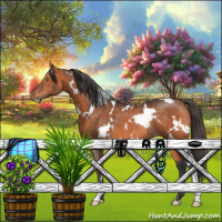 Horse Color:White Spotted Bay Rabicano 