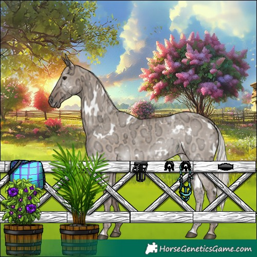 Horse Color:White Spotted Silver Grullo Ice Rabicano