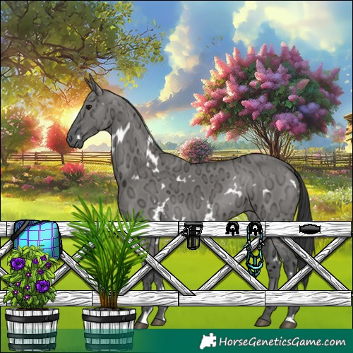 Horse Color:White Spotted Grullo Ice Rabicano 