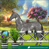 Horse Color:White Spotted Grullo Ice Rabicano