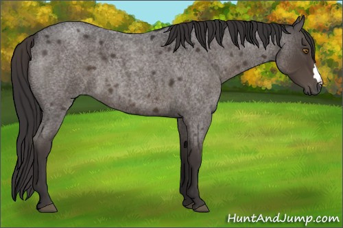 Horse Color:Smoky Blue Roan 