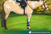 Horse Color:White Spotted Buckskin Dun 