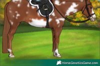 Horse Color:White Spotted Chestnut Frame