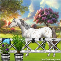 Horse Color:White Spotted Classic Champagne Roan Dun Appaloosa 