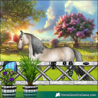 Horse Color:Gray Brown Dun Tobiano 