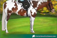 Horse Color:White Spotted Silver Brown Tobiano Varnish 