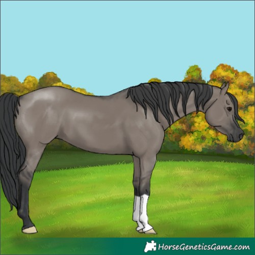 Horse Color:Grullo 