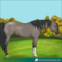 Horse Color:Grullo 