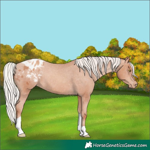 Horse Color:Silver Amber Champagne Tobiano Appaloosa 