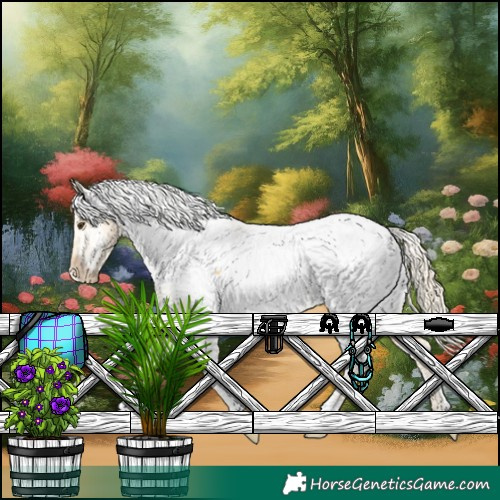 Horse Color:Palomino Appaloosa 