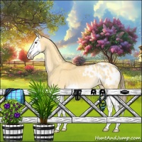 Horse Color:Buckskin Dun Splash Appaloosa 