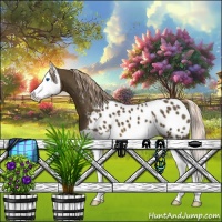 Horse Color:Chocolate Palomino Splash Appaloosa 