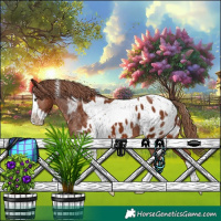 Horse Color:Chestnut Splash Tobiano Appaloosa 