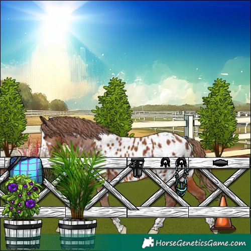 Horse Color:White Spotted Chestnut Splash Appaloosa 